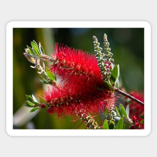 Scarlet Red BottleBrush Blooms Sticker